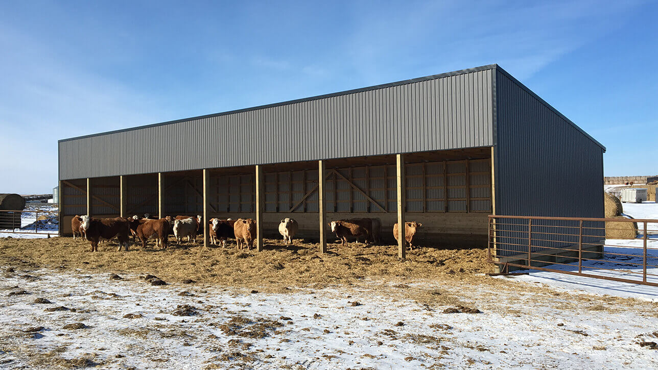 custom-buildings-cattle-shelter-grey-spedden-alberta