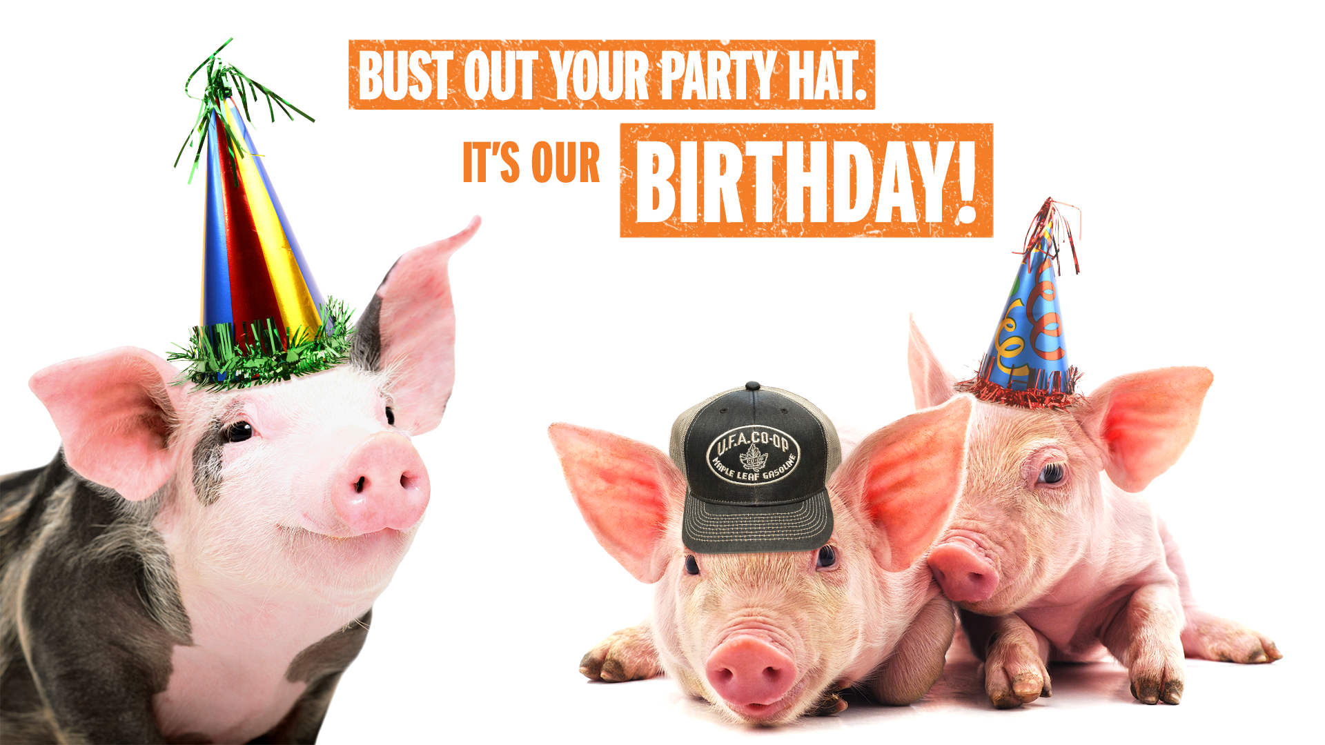 Birthday contest pigs