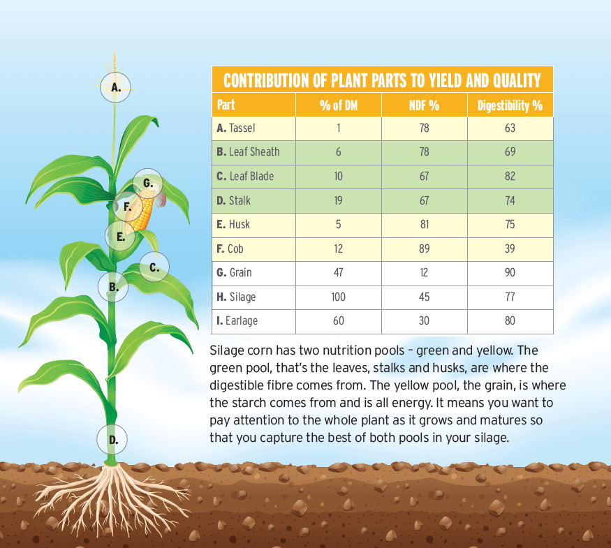 Contribution of Plant Parts to Yield and Quailty