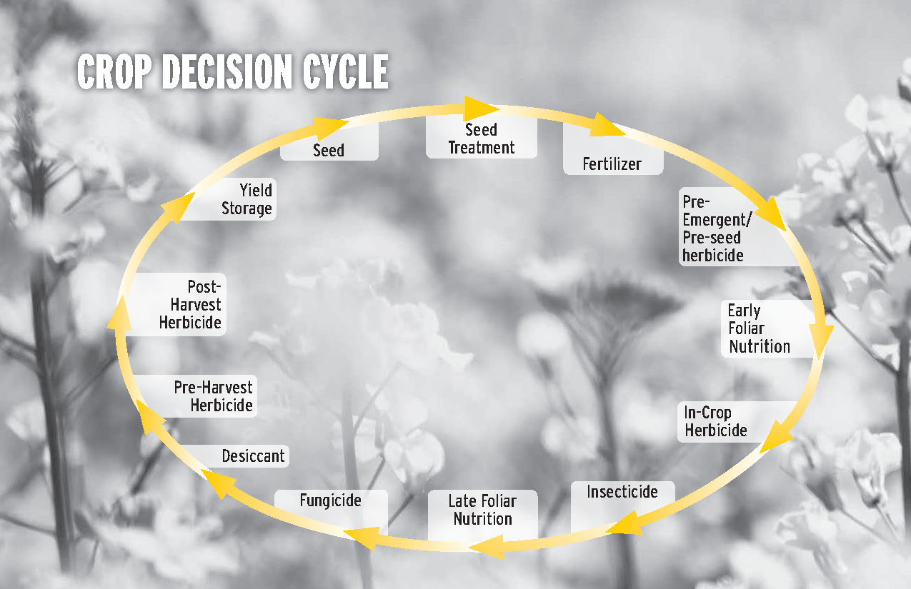 Crop decision cycle