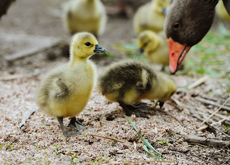 Chatsworth Farm - Chicks