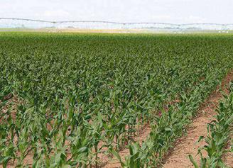 What&#039;s the ideal seeding rate for corn?

