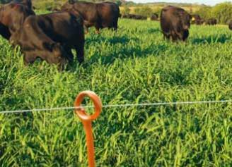 Optimizing the Potential of Pasture through Rotational Grazing
