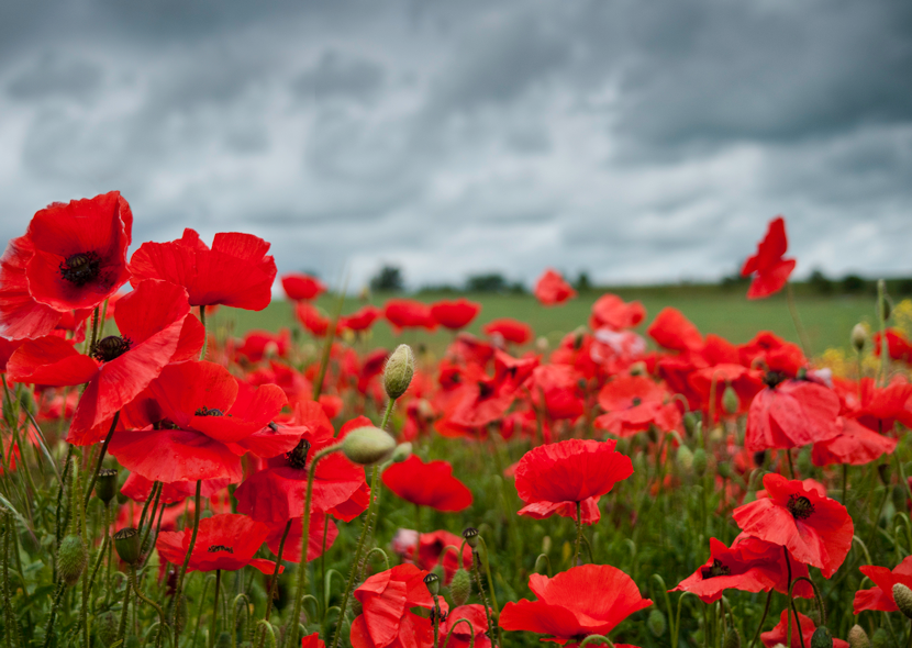 Remembrance Day – Lest we Forget
